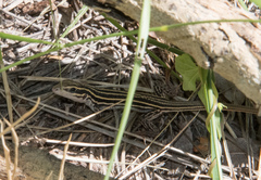 Aspidoscelis uniparens