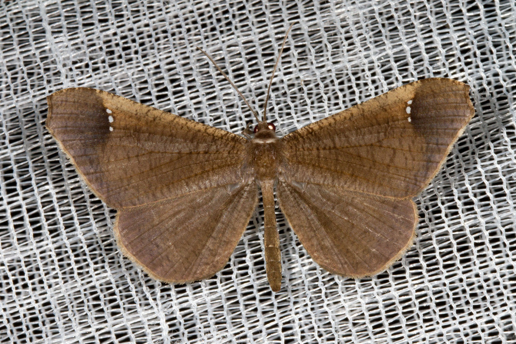 Macrosoma stabilinota