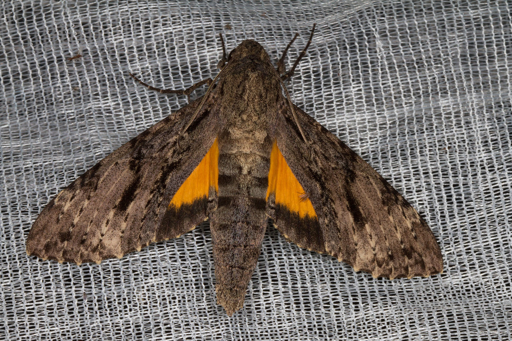Isognathus swainsoni