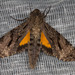 Isognathus swainsonii - Photo (c) Kristof & Yulia, some rights reserved (CC BY), uploaded by Kristof & Yulia