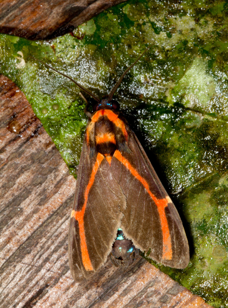 Himerarctia docis