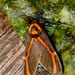 Himerarctia docis - Photo (c) Kristof & Yulia, some rights reserved (CC BY), uploaded by Kristof & Yulia