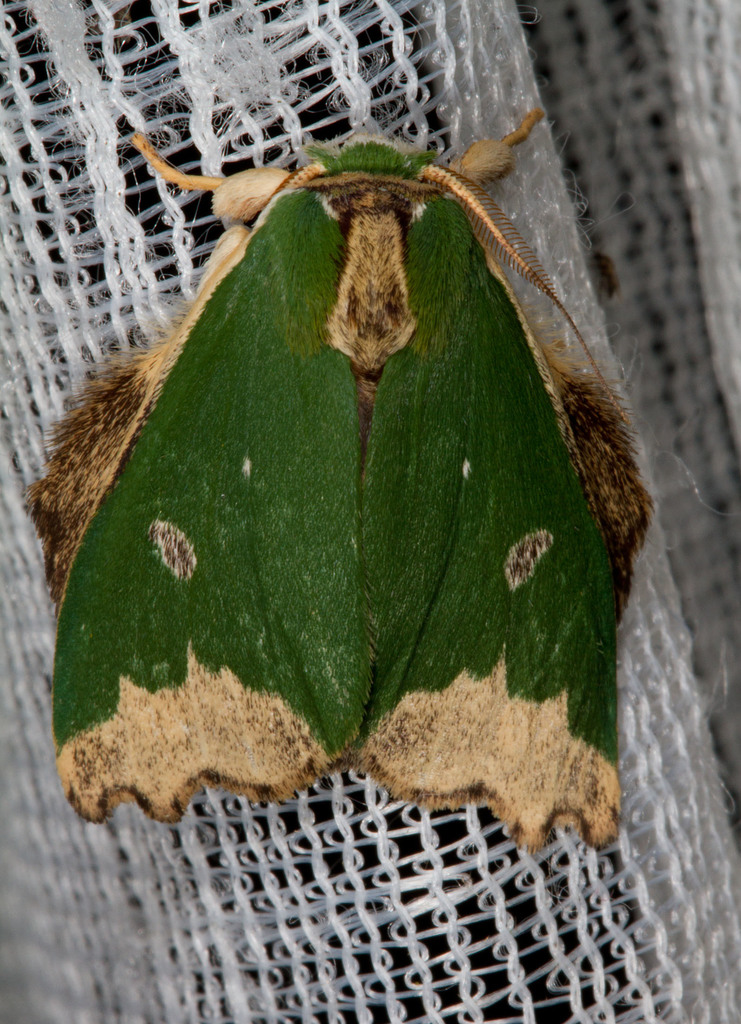 Rosema epigena