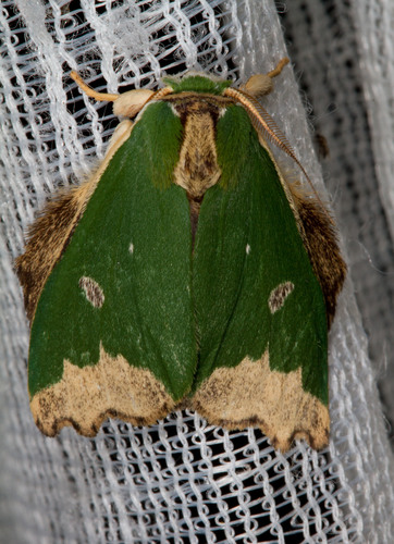 Rosema epigena