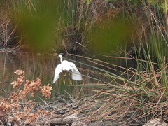 Egretta thula