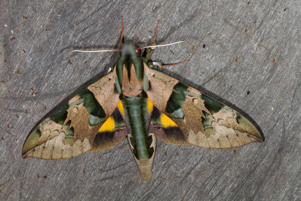 Eumorpha capronnieri