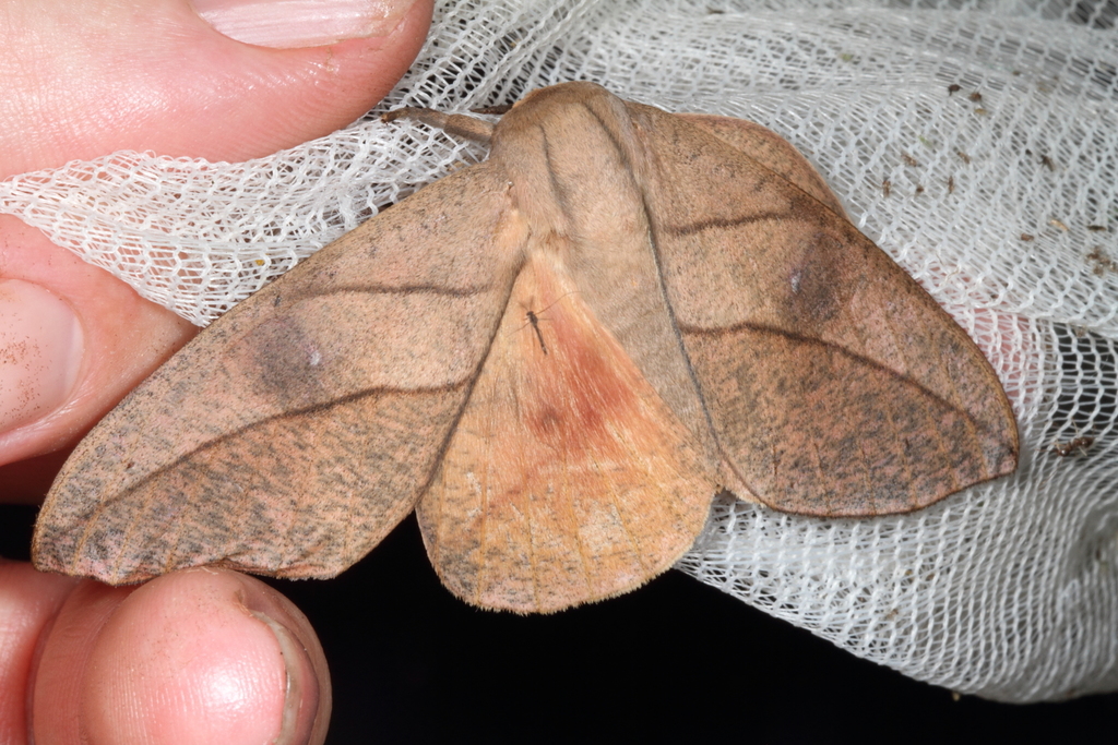 Adeloneivaia acuta