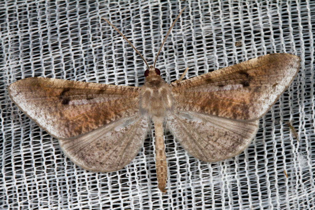 Macrosoma nigrimacula