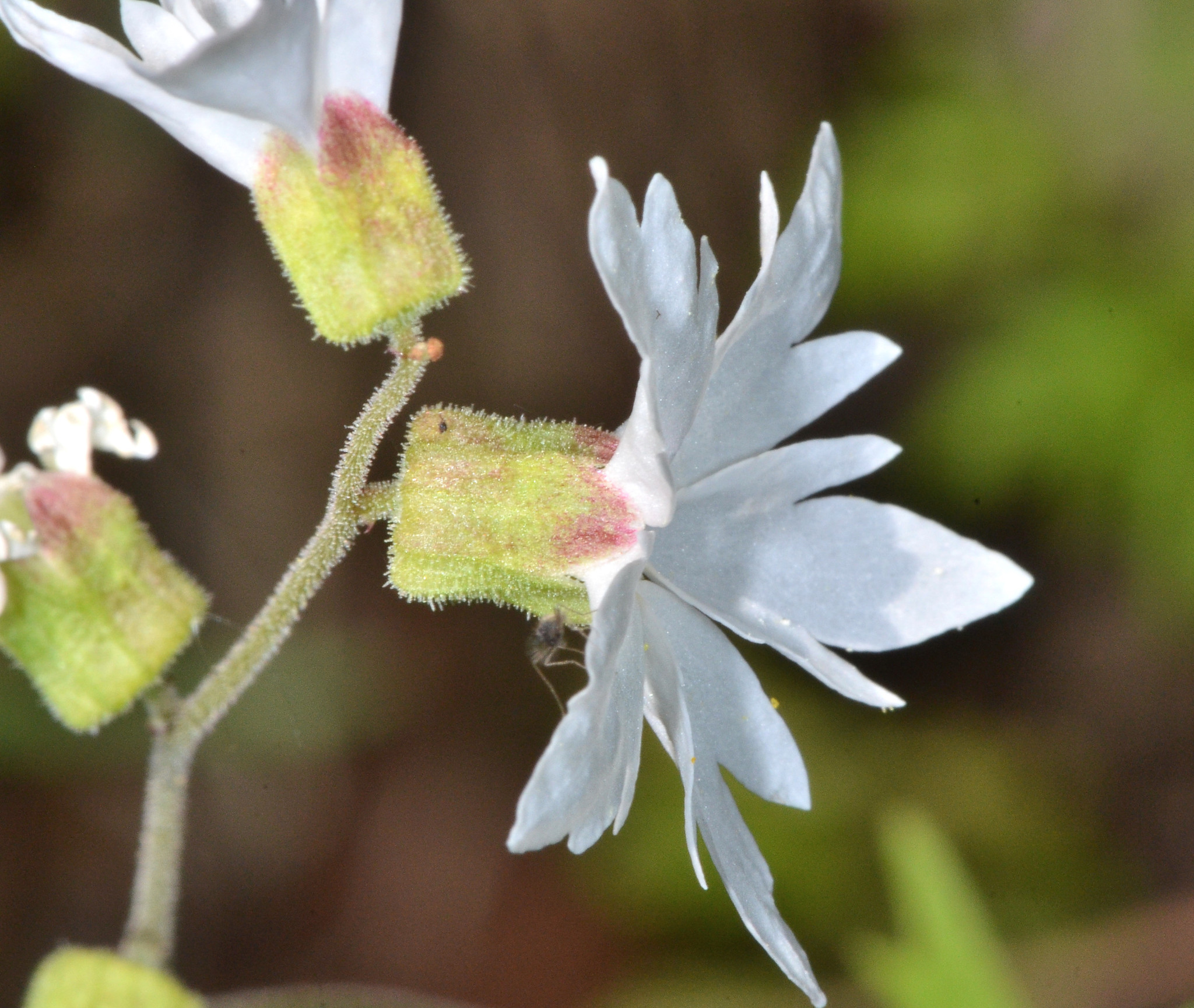 Lithophragma heterophyllum