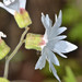 Lithophragma heterophyllum - Photo (c) dloarie, μερικά δικαιώματα διατηρούνται (CC BY), uploaded by dloarie