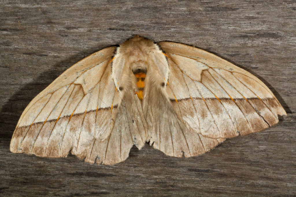 Pseudodirphia obliqua