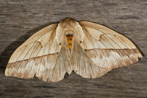Pseudodirphia obliqua