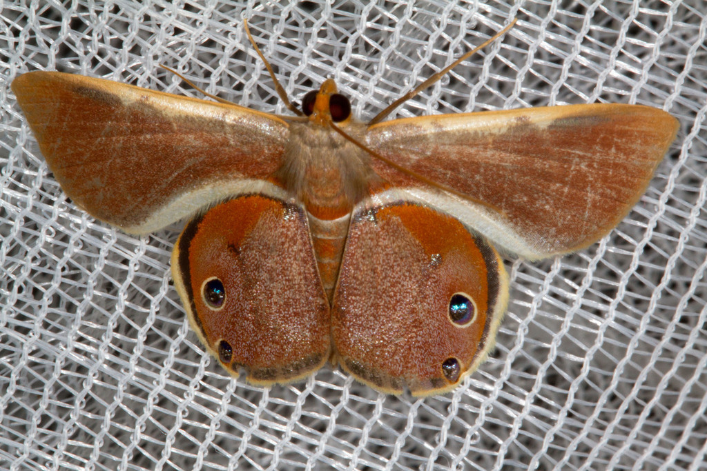 Opisthoxia eusiraria