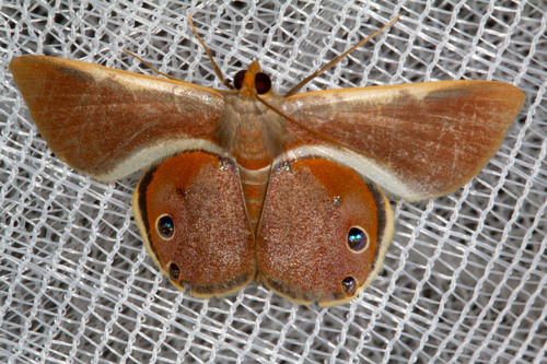 Opisthoxia eusiraria