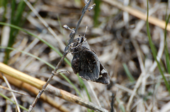 Megathymus streckeri