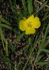 Oenothera berlandieri