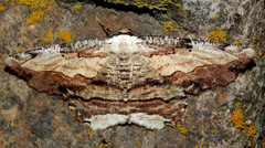 Lytrosis heitzmanorum