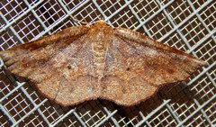 Metarranthis angularia