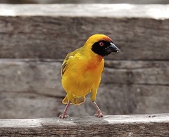 Ploceus vitellinus