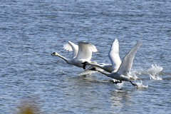 Cygnus columbianus columbianus