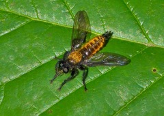 Laphria sericea