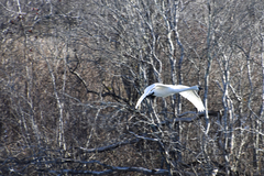 Cygnus columbianus columbianus