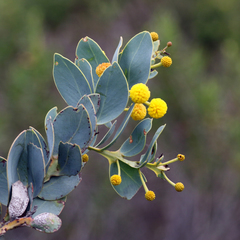 Acacia anceps