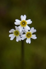 Primula egaliksensis