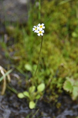 Primula egaliksensis