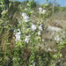 Conradina brevifolia - Photo (c) cpgibson, algunos derechos reservados (CC BY-NC), subido por cpgibson