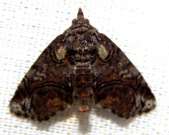 Paectes pygmaea