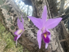 Laelia anceps