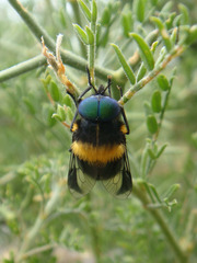Osca varia