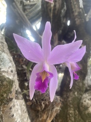 Laelia anceps