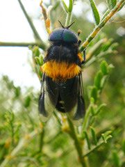 Osca varia