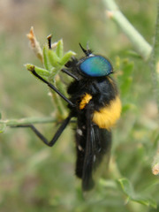 Osca varia
