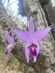 Laelia anceps