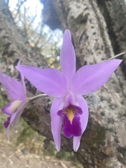 Laelia anceps