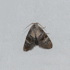Acatapaustus leucospila