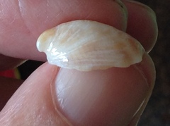 Crepidula incurva