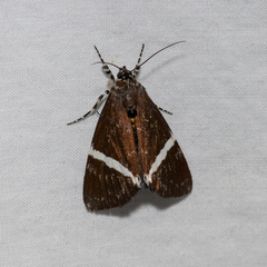 Coenotoca subaspersa