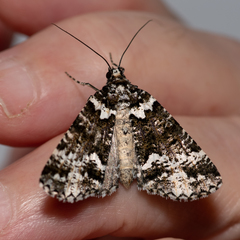 Lophosigna catasticta