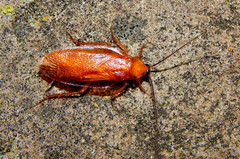 Parcoblatta virginica