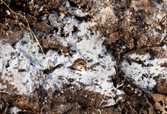 Athelia epiphylla