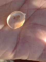 Crepidula incurva