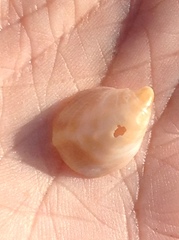 Crepidula incurva
