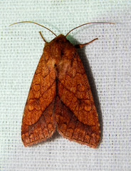 Pyrrhia cilisca