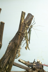 Heteropteryx dilatata