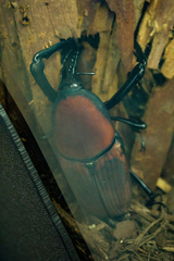 Macrocheirus praetor