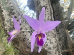 Laelia anceps